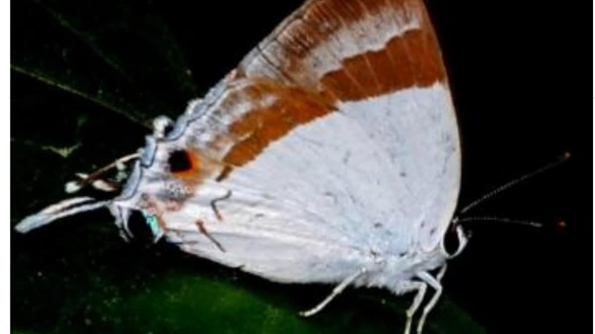 The rare Banded Royal butterfly, scientifically known as Rachana Jalindra Indra, has been spotted at the Sepahijala Wildlife Sanctuary in Tripura's Sepahijala district