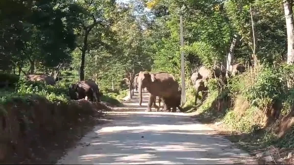 Rising Numbers Of Gentle Giants Amid Shrinking Forests In Assam