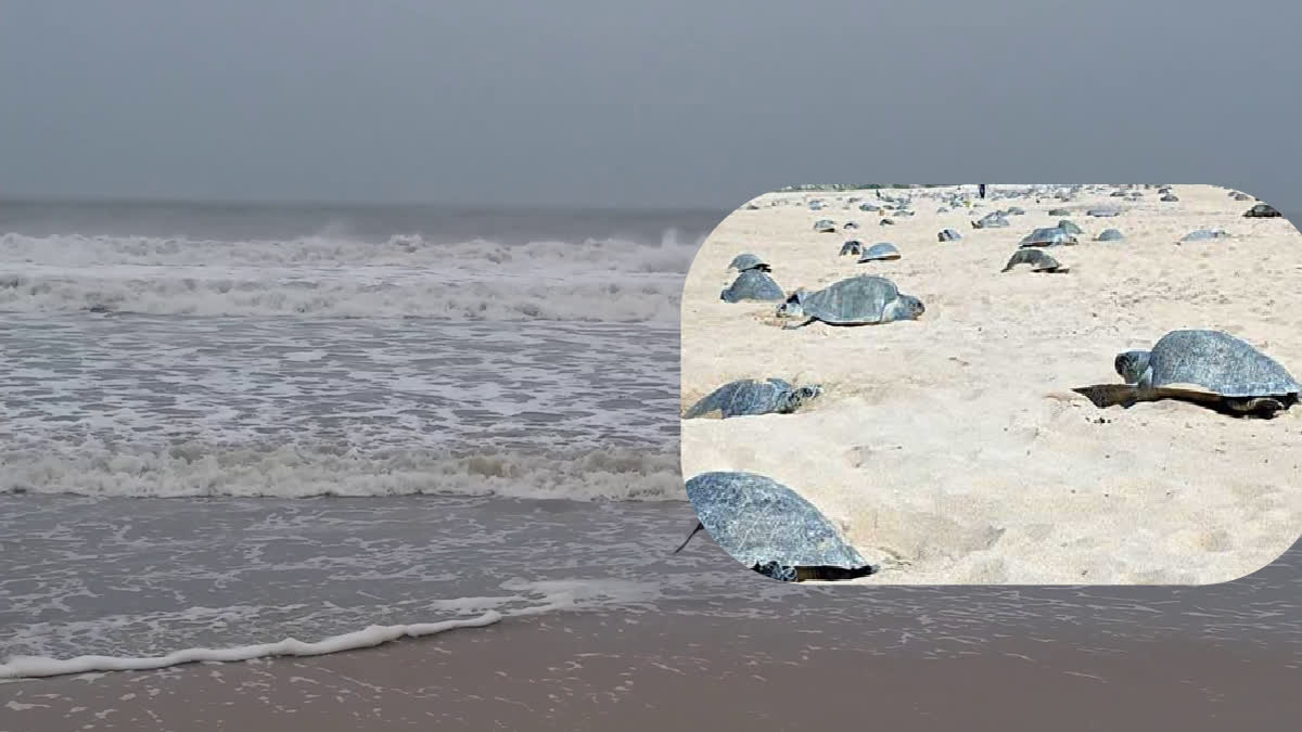 Death Toll of Olive Ridley Turtles