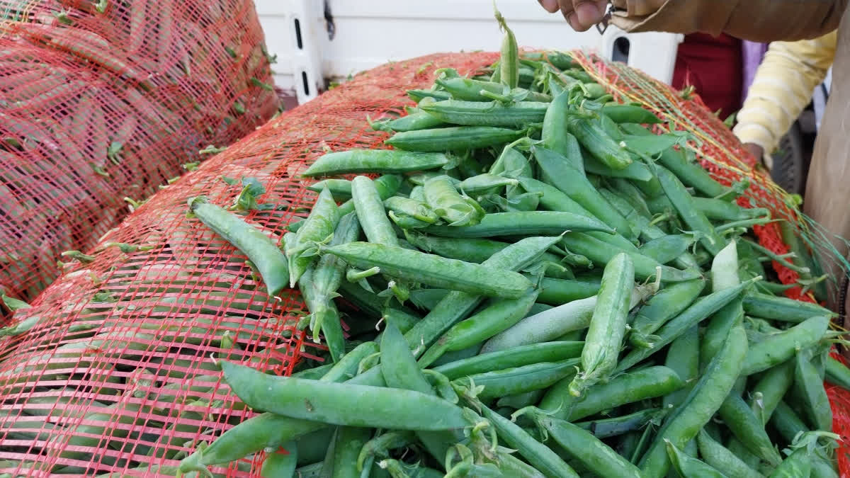 Jabalpur's Pencil Peas Make Waves In Domestic And International Markets