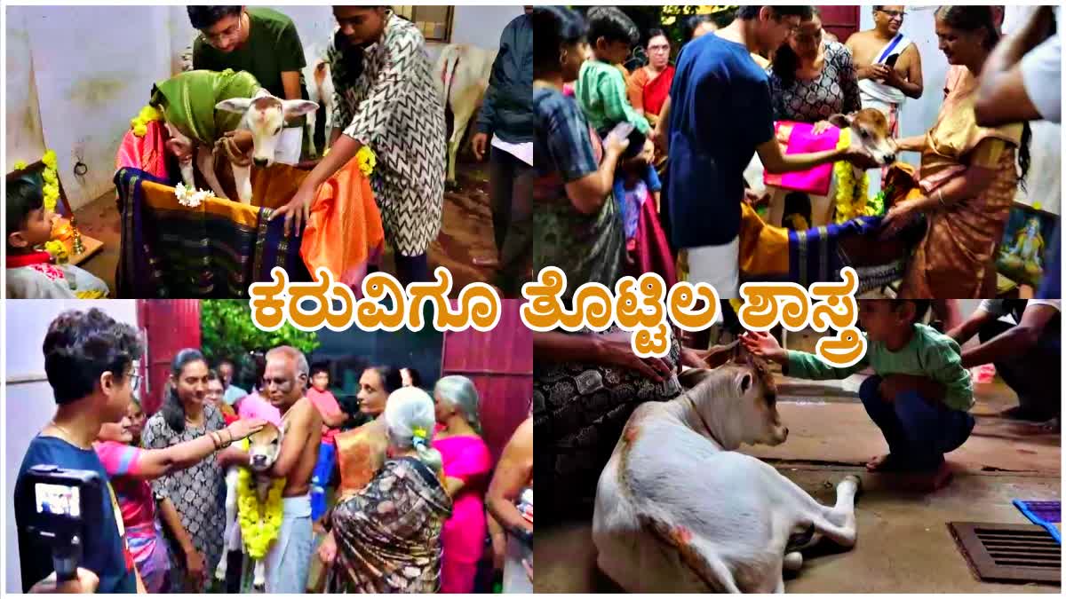 CRADLE PROGRAM FOR CALVES ಮಧುಸೂದನ ತಾತಾಚಾರ್ಯ  MYSURU  COWSHED  ಗೋಶಾಲೆ