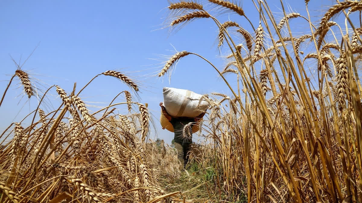 Govt Permits Export Of 2 Lakh Tonne Wheat To Nepal