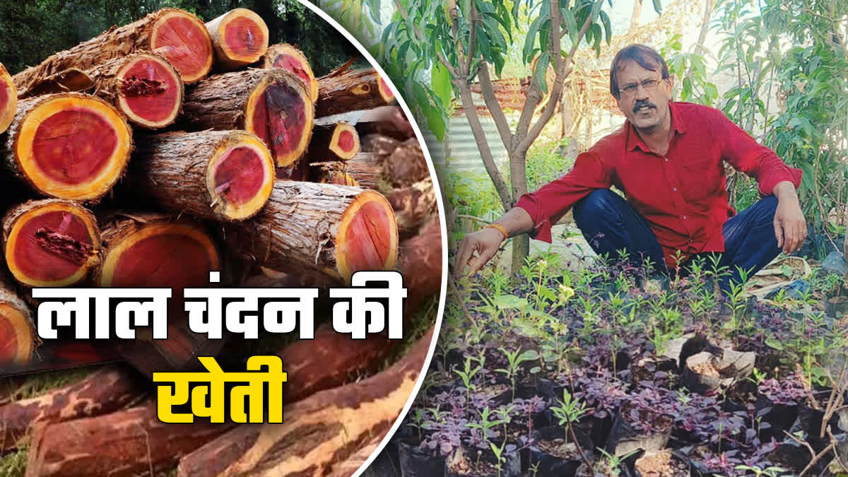 MAIHAR RED SANDALWOOD NURSERY