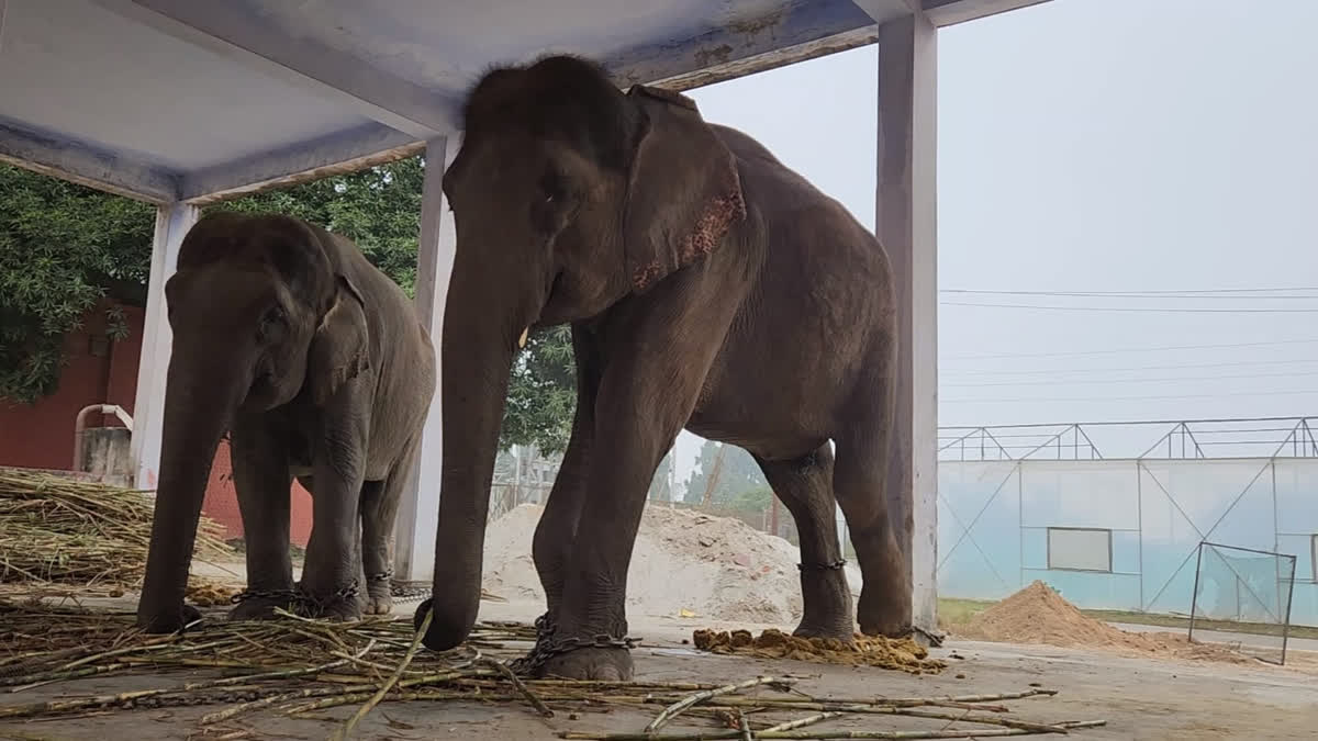 Female elephants Sulochana and Diana to Help Catch Big Cat