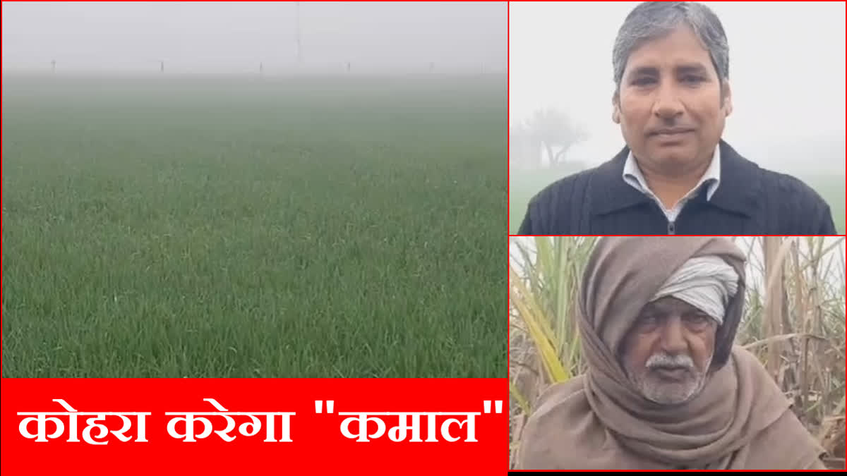 Faces of farmers blossomed due to continuous fog after two days of rain in Haryana Ambala