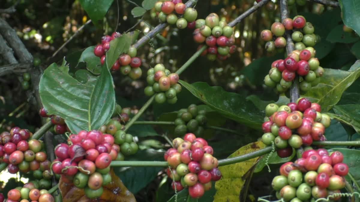 കാപ്പിക്കുരു വില കൂടി  COFFEE  COFFEE PRICE IS IN RECORD  COFFEE FARMERS IDUKKI