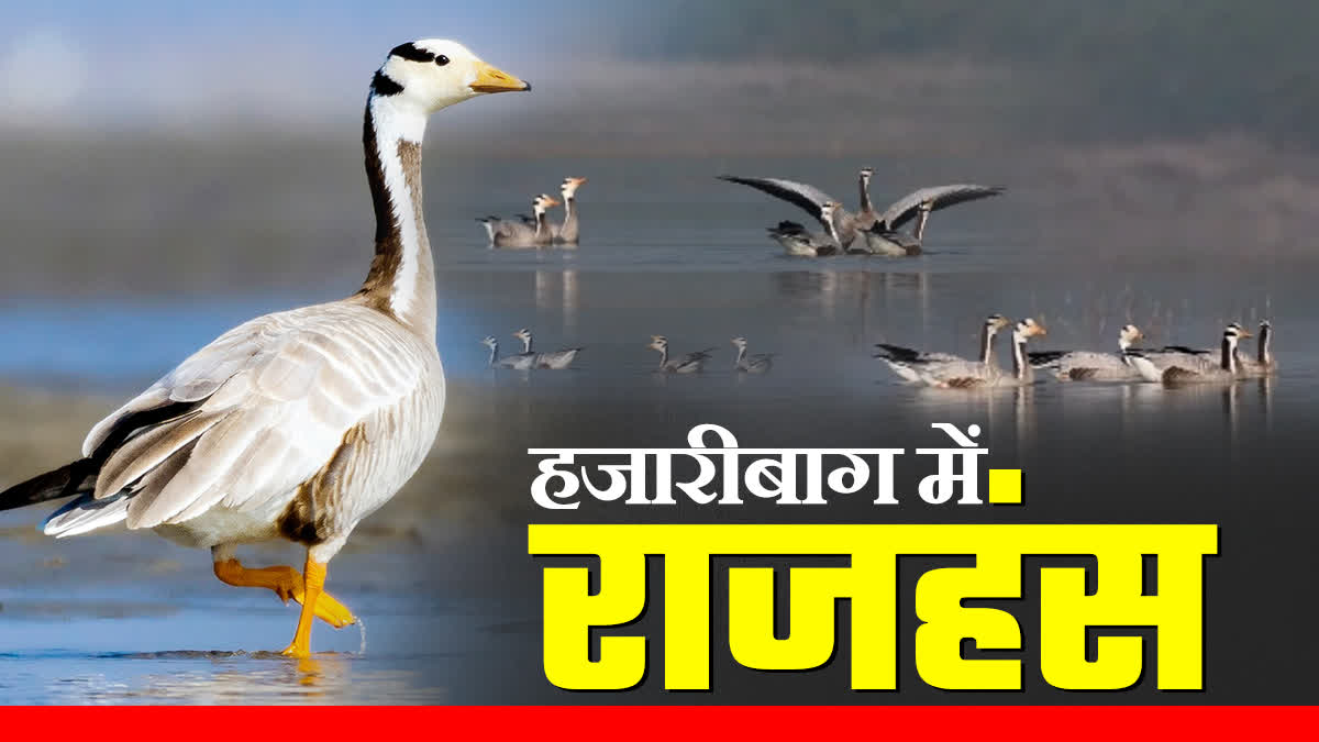 migratory birds Bar headed geese from Mongolia reached Hazaribag