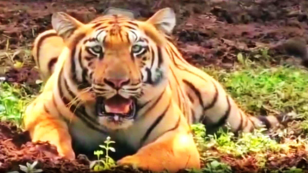 Tiger Vikram in Jim Corbett National Park's Enclosure