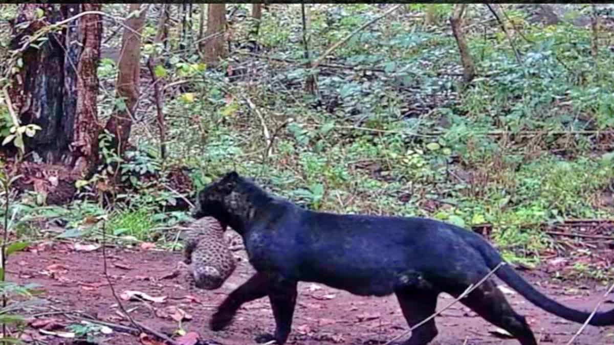 NAYAGARH BLACK PANTHER