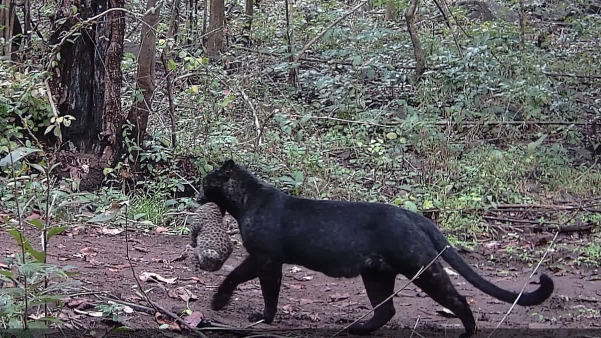 Black Beauty: Panther With Cub Spotted In Odisha