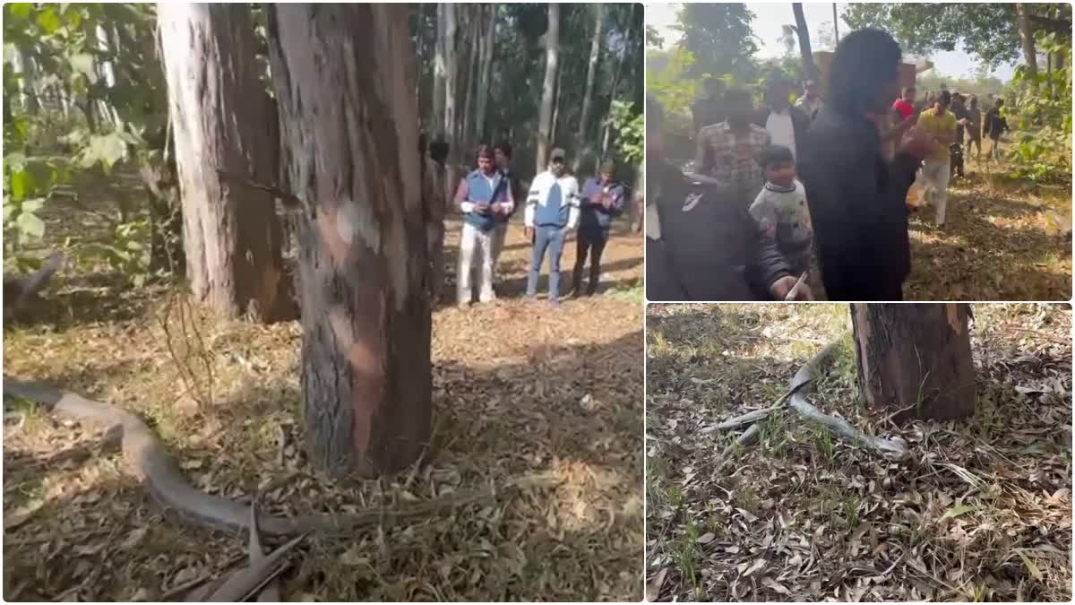 GIANT PYTHON IN HARIDWAR