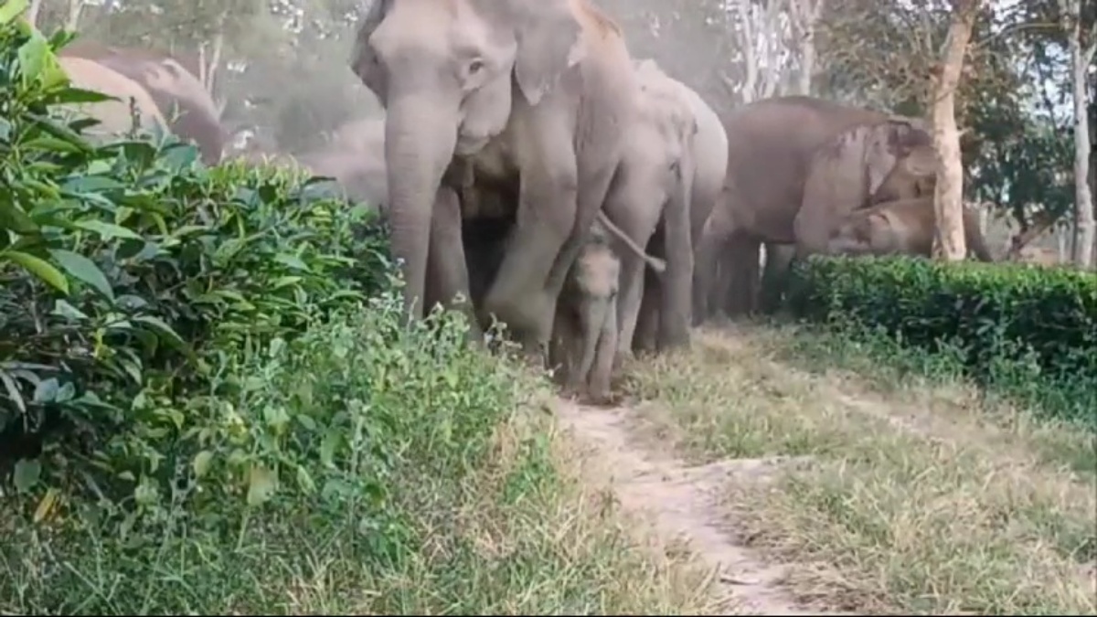 Rising Numbers Of Gentle Giants Amid Shrinking Forests In Assam