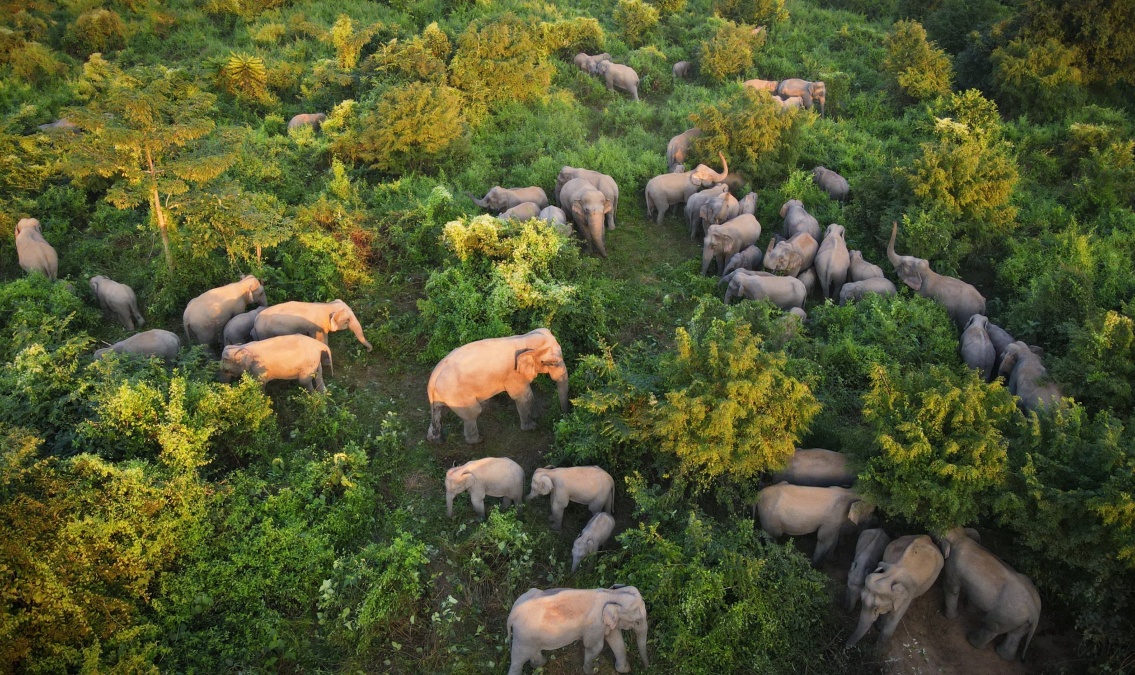 Rising Numbers Of Gentle Giants Amid Shrinking Forests In Assam