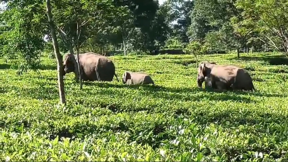 Rising Numbers Of Gentle Giants Amid Shrinking Forests In Assam