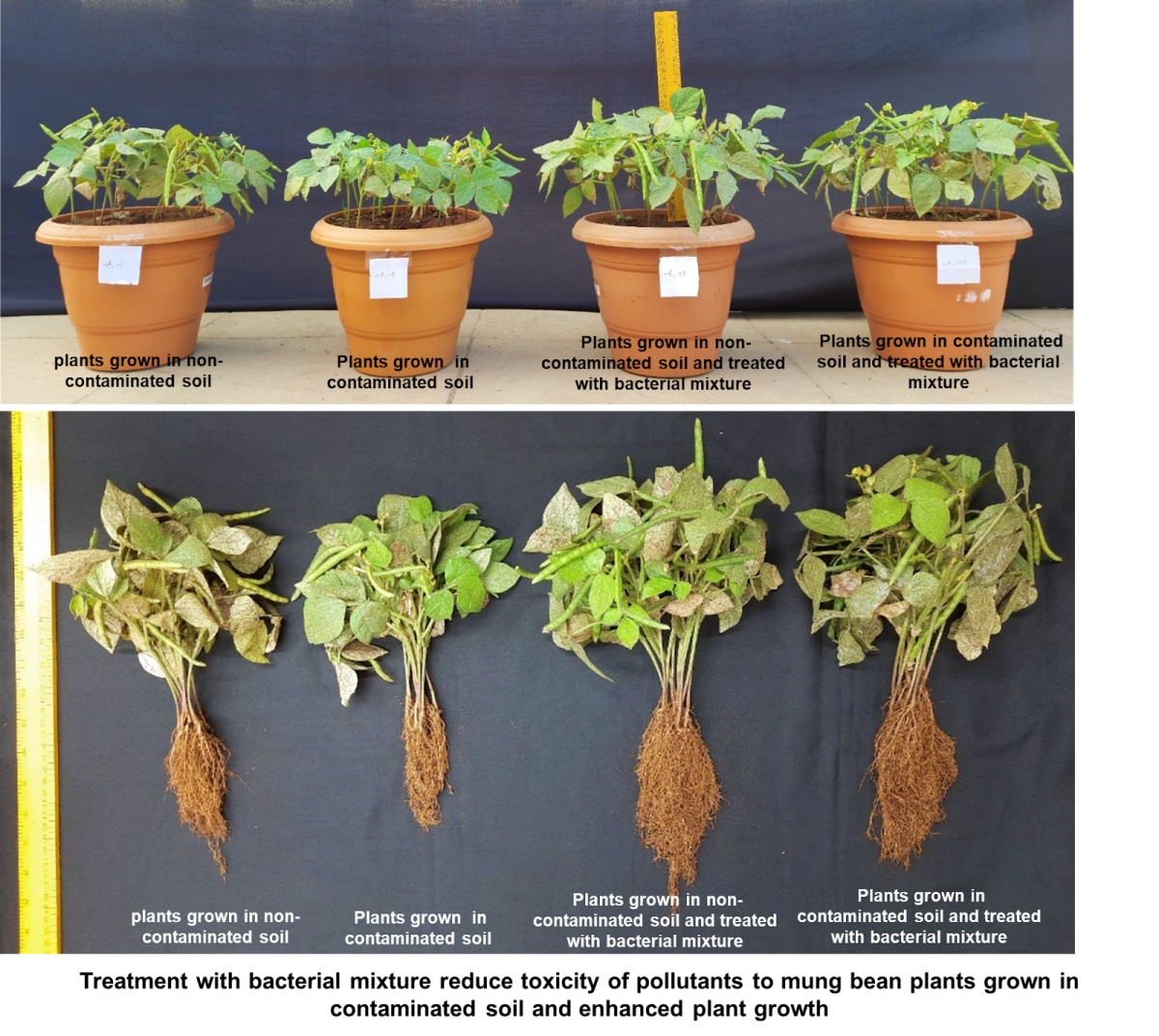 Effects of bacterial mixture from the study