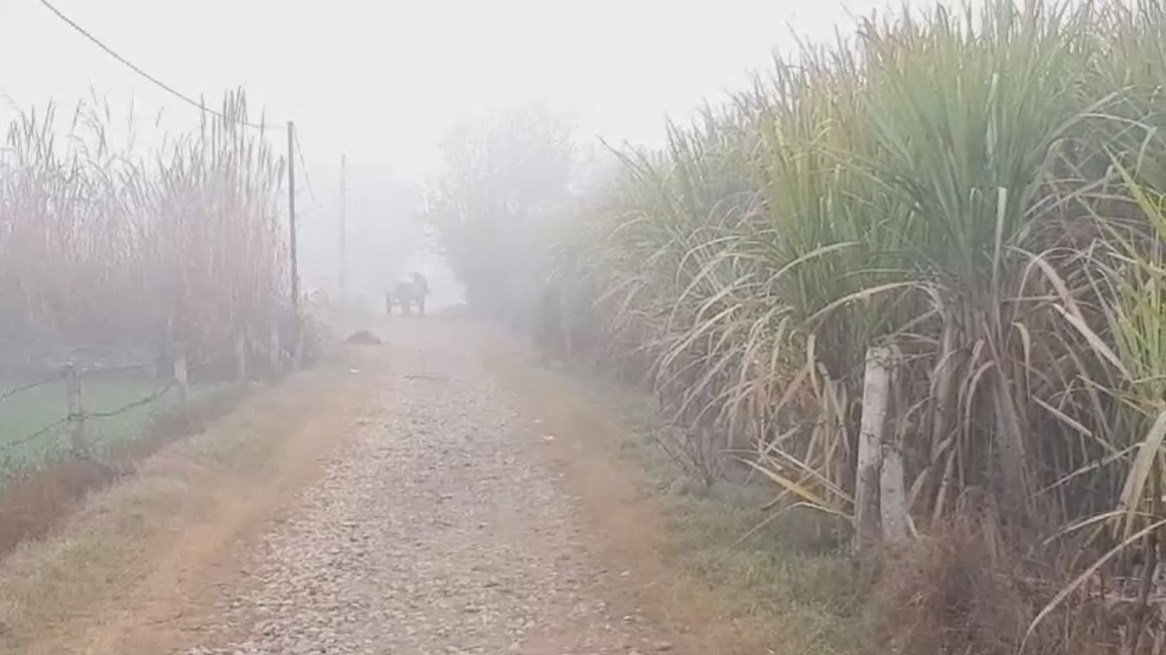 Faces of farmers blossomed due to continuous fog after two days of rain in Haryana Ambala