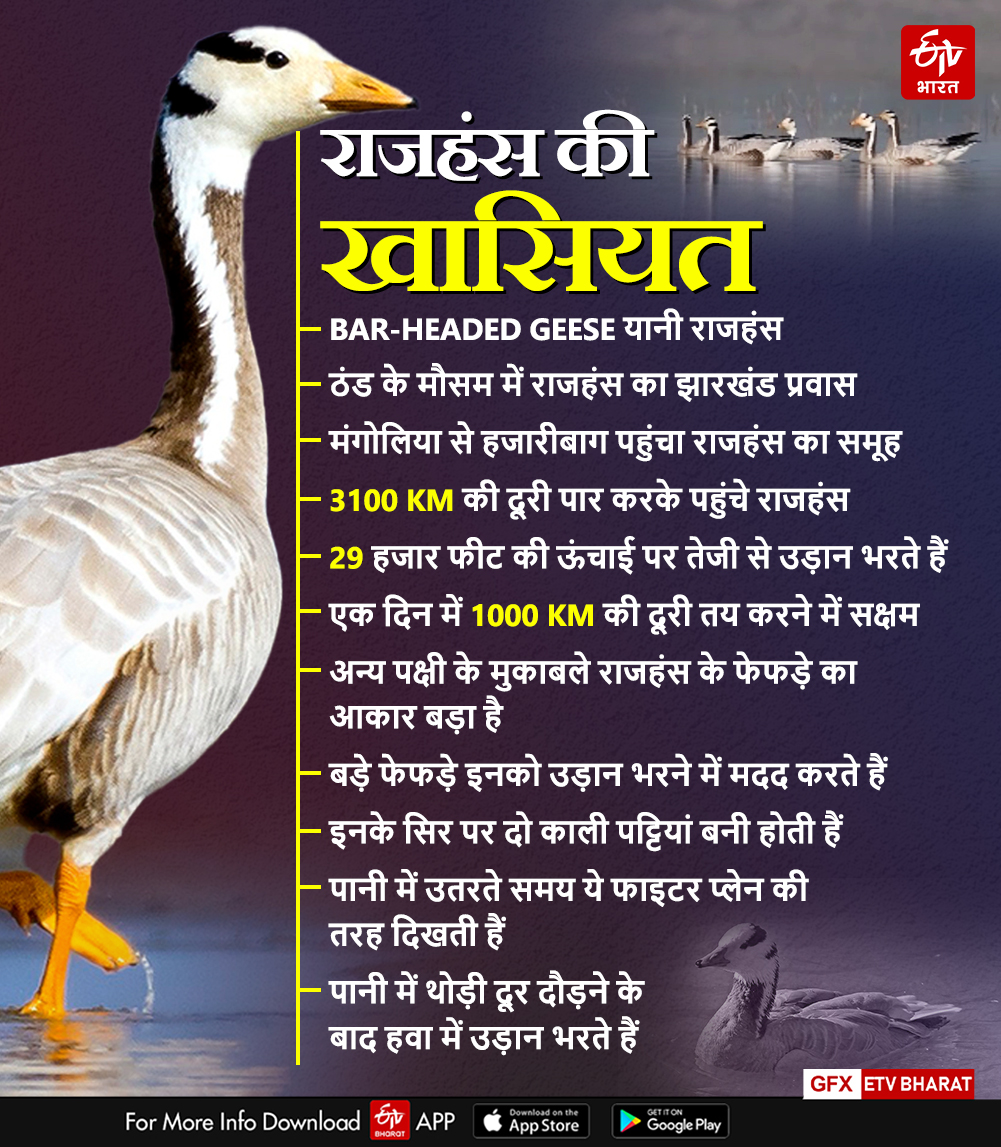 migratory-birds-bar-headed-geese-from-mongolia-reached-hazaribag