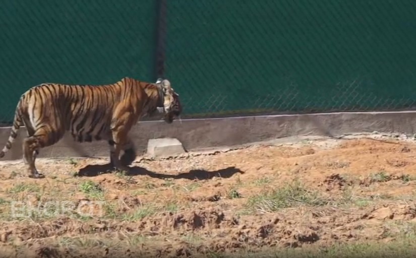 Tiger Vikram in the enclosure