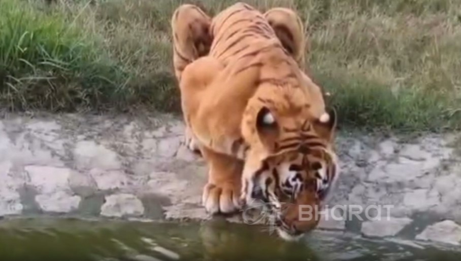 Tiger Vikram in the enclosure