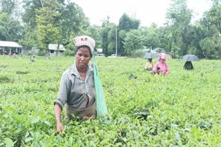 The administration is stated to be looking into the situation of tea workers