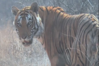 one-tiger-of-rajaji-tiger-reserve-is-suspected-to-be-in-jammu-kashmir