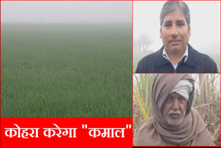 Faces of farmers blossomed due to continuous fog after two days of rain in Haryana Ambala