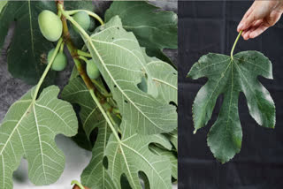 Fig leaves have many potential health benefits, know about their uses and health benefits