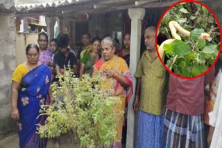 SNAKE_ON_BASIL_TREE