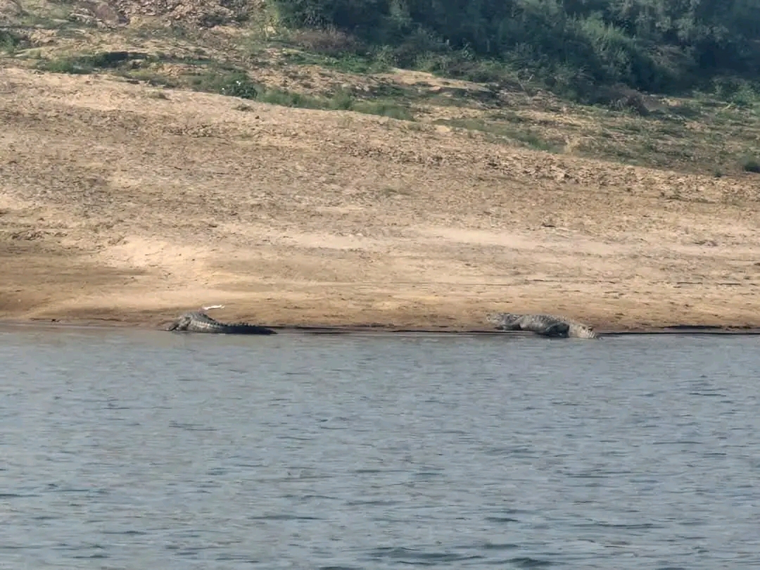 Crocodiles of Chambal river