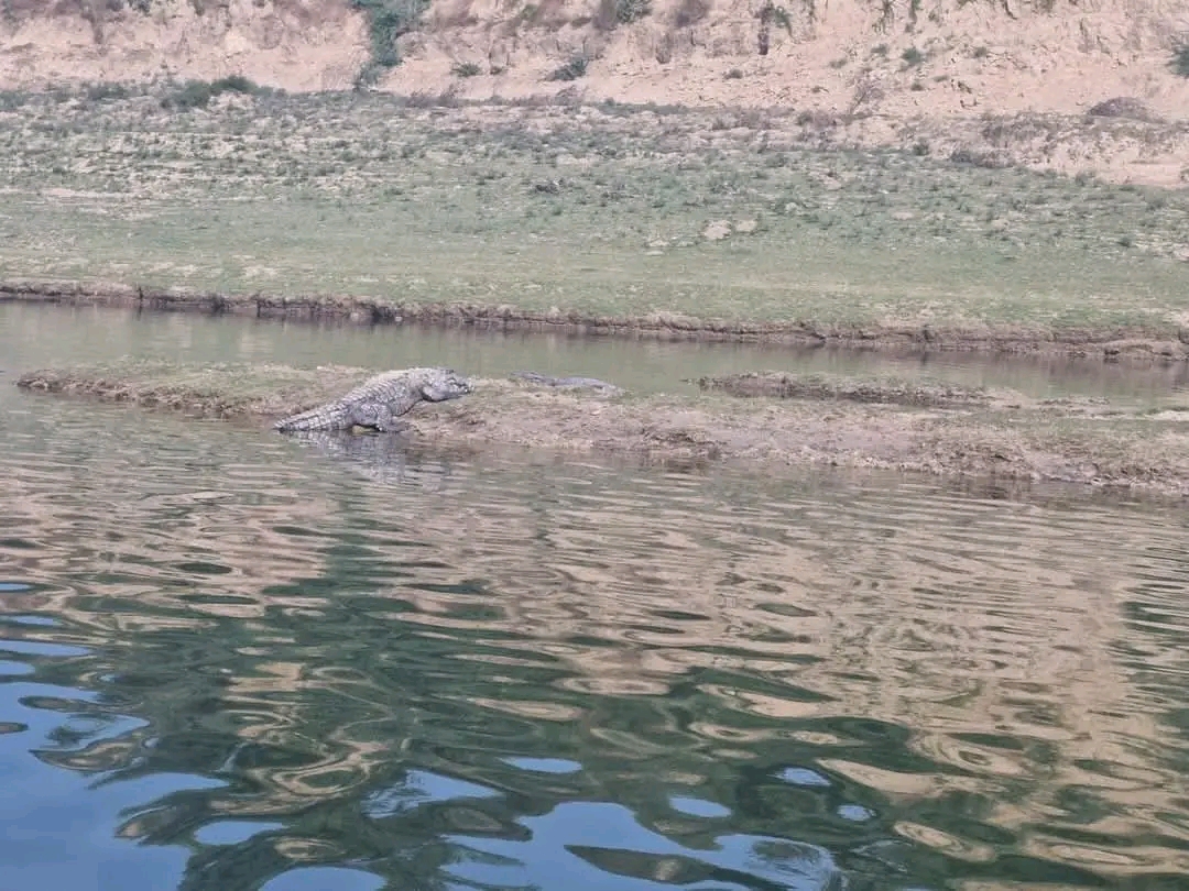 MOST CROCODILES IN INDIA