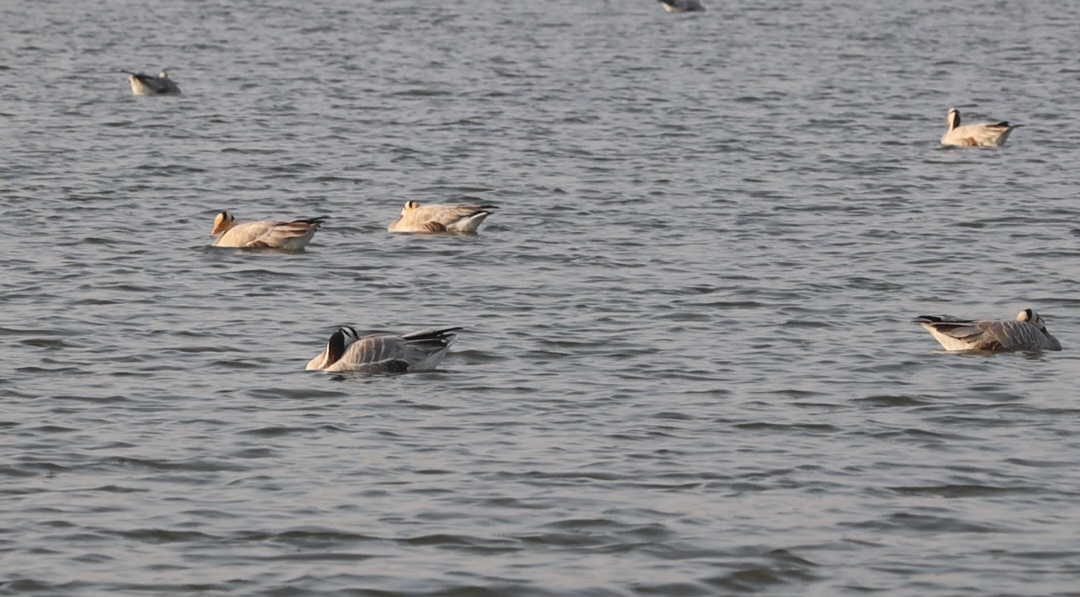 migratory birds Bar headed geese from Mongolia reached Hazaribag