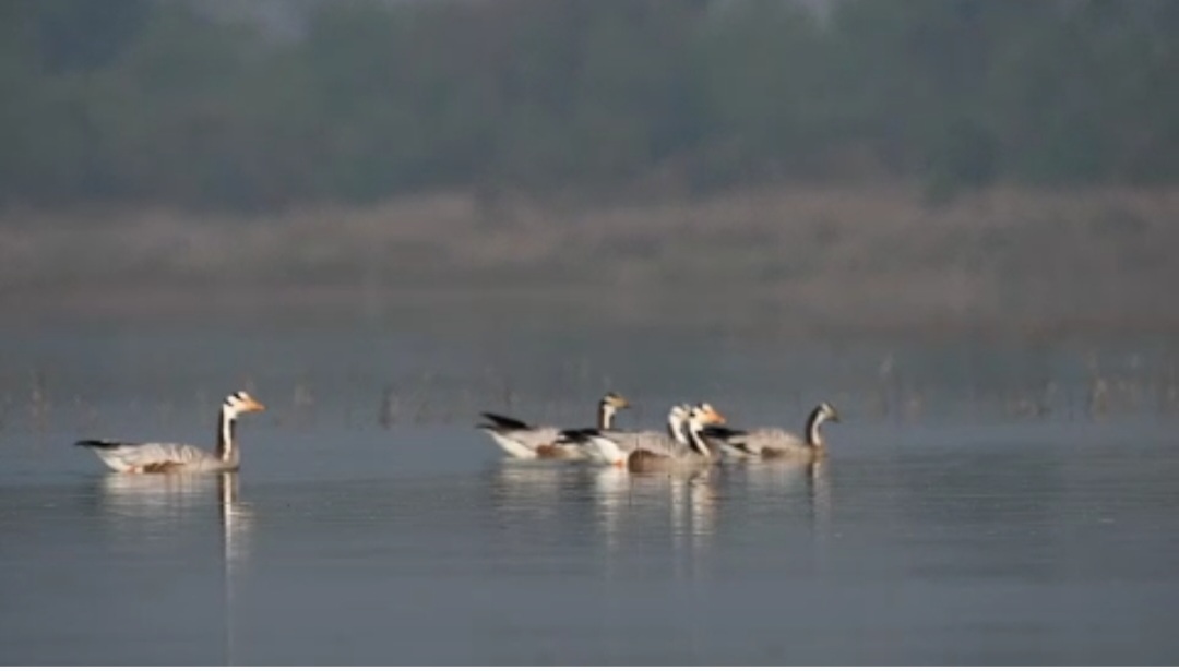 migratory birds Bar headed geese from Mongolia reached Hazaribag