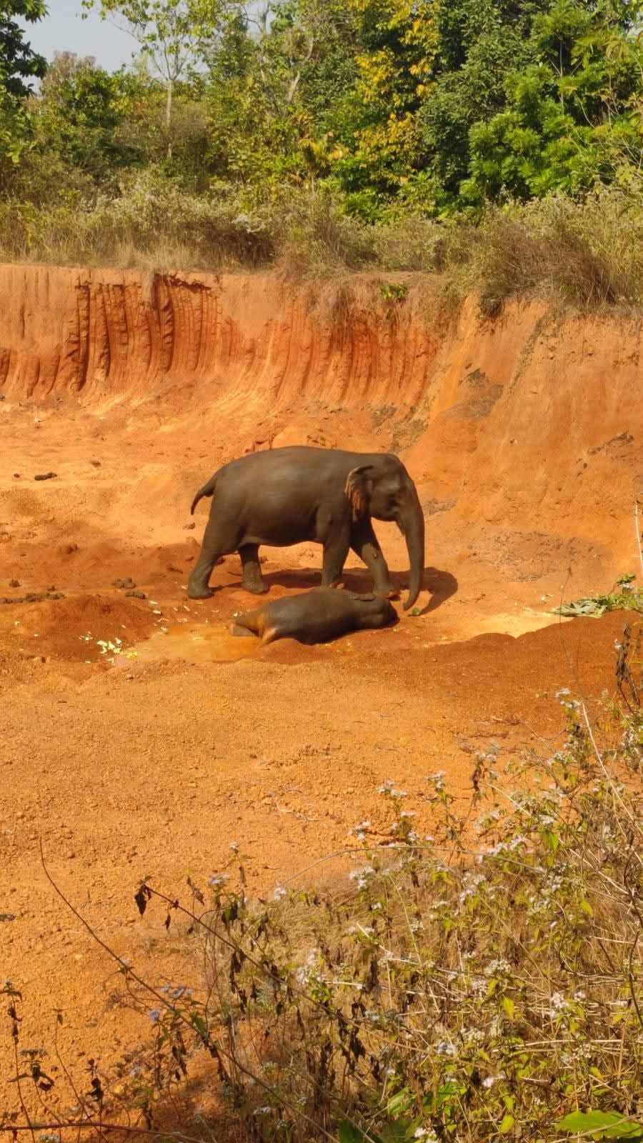 baby elephant fell into  ditch  in Mayurbhanj