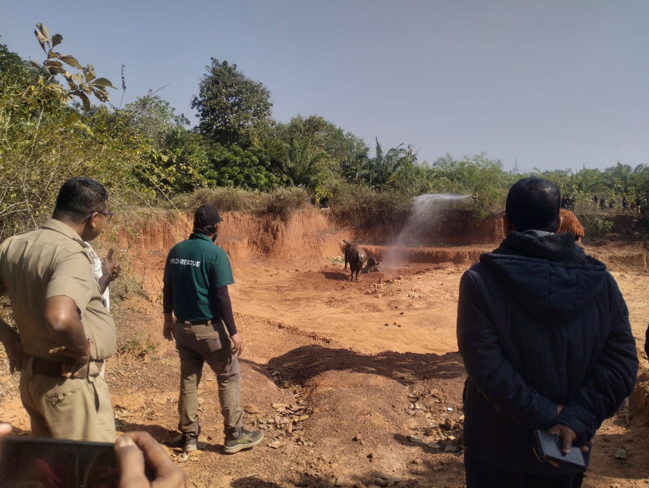 baby elephant fell into ditch in Mayurbhanj