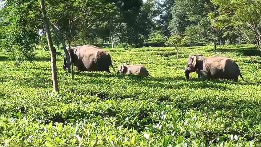 Growth of gentle giants in Assam