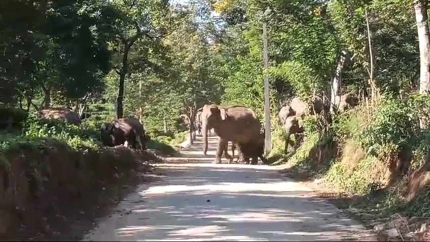 Growth of gentle giants in Assam