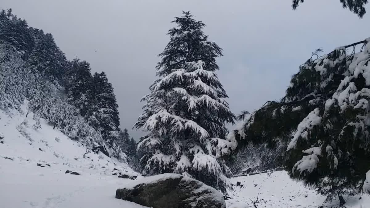 Snowfall in Kashmir valley disrupts flight operations