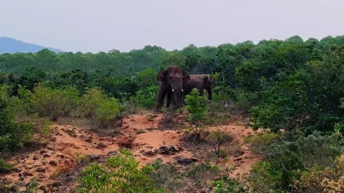 Two Elephants Are Roaming at Forest Area