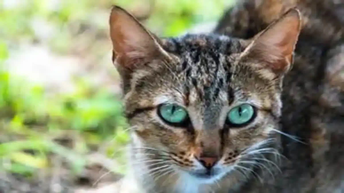 Man eats cat in Malappuram  youth killed and eats live cat  പൂച്ചയെ പച്ചക്ക് ഭക്ഷിച്ച് യുവാവ്  പൂച്ച മാംസം കഴിച്ച് യുവാവ്