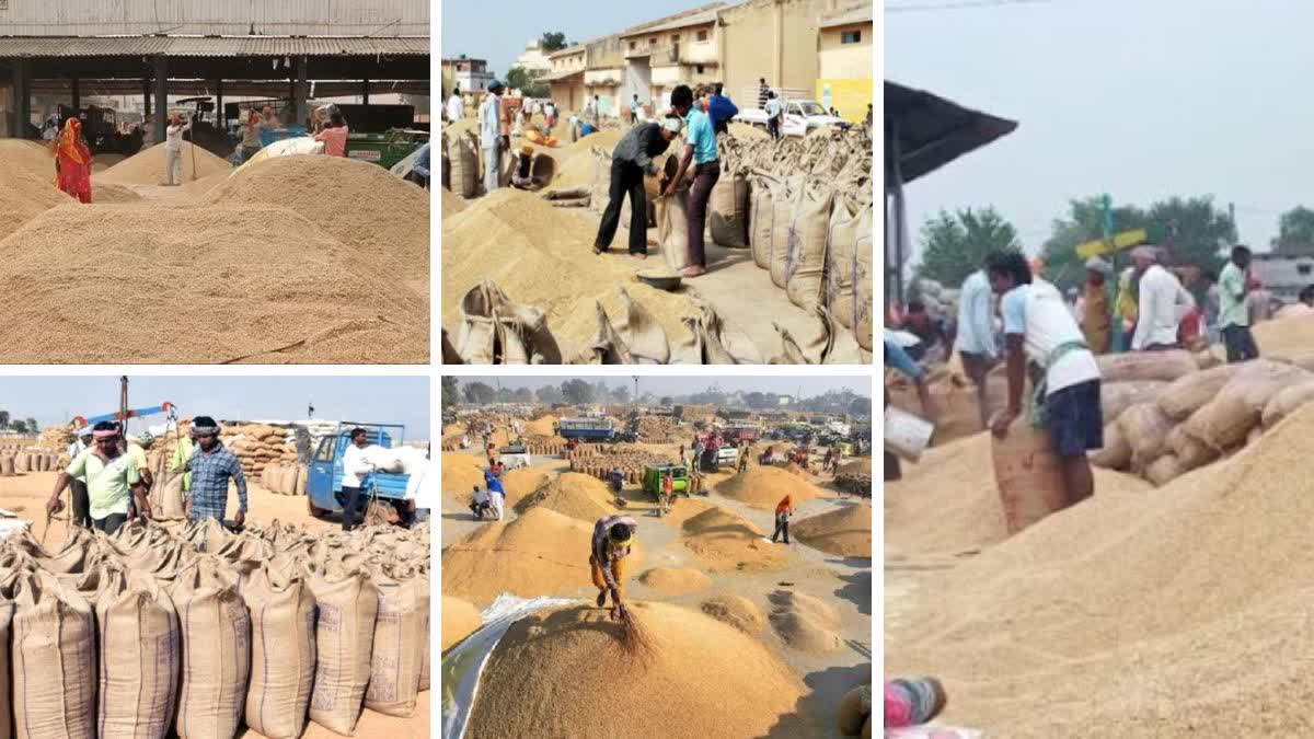 Bumper paddy purchase in Chhattisgarh