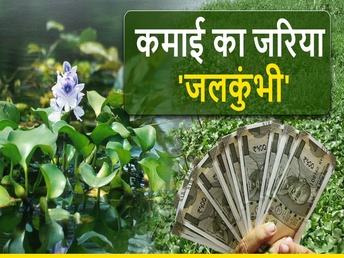 जलकुंभी से निकली कमाई की राह, कागज और तरह-तरह के उत्पाद हुए तैयार