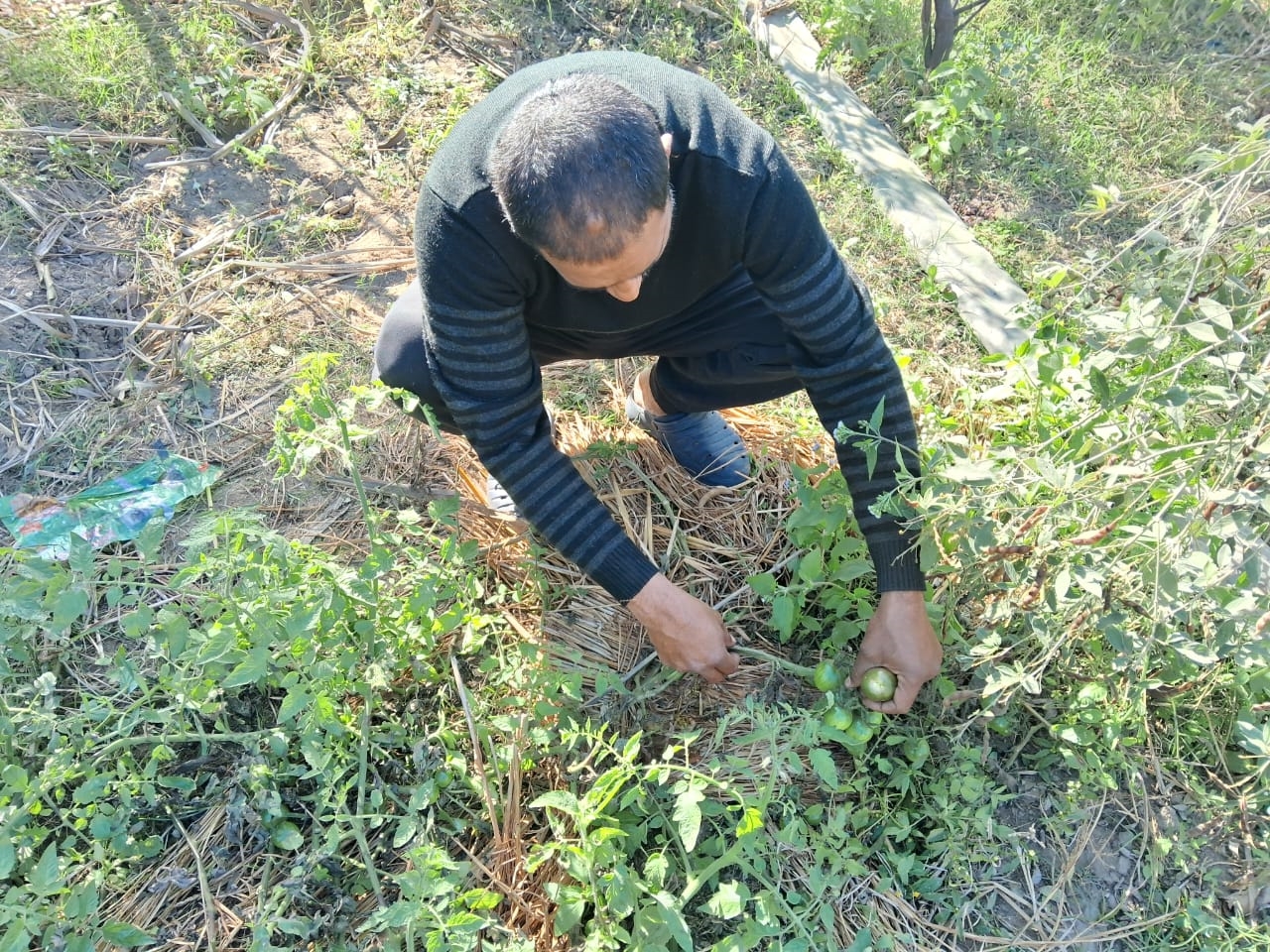 Black Tomato Cultivation In Bihar