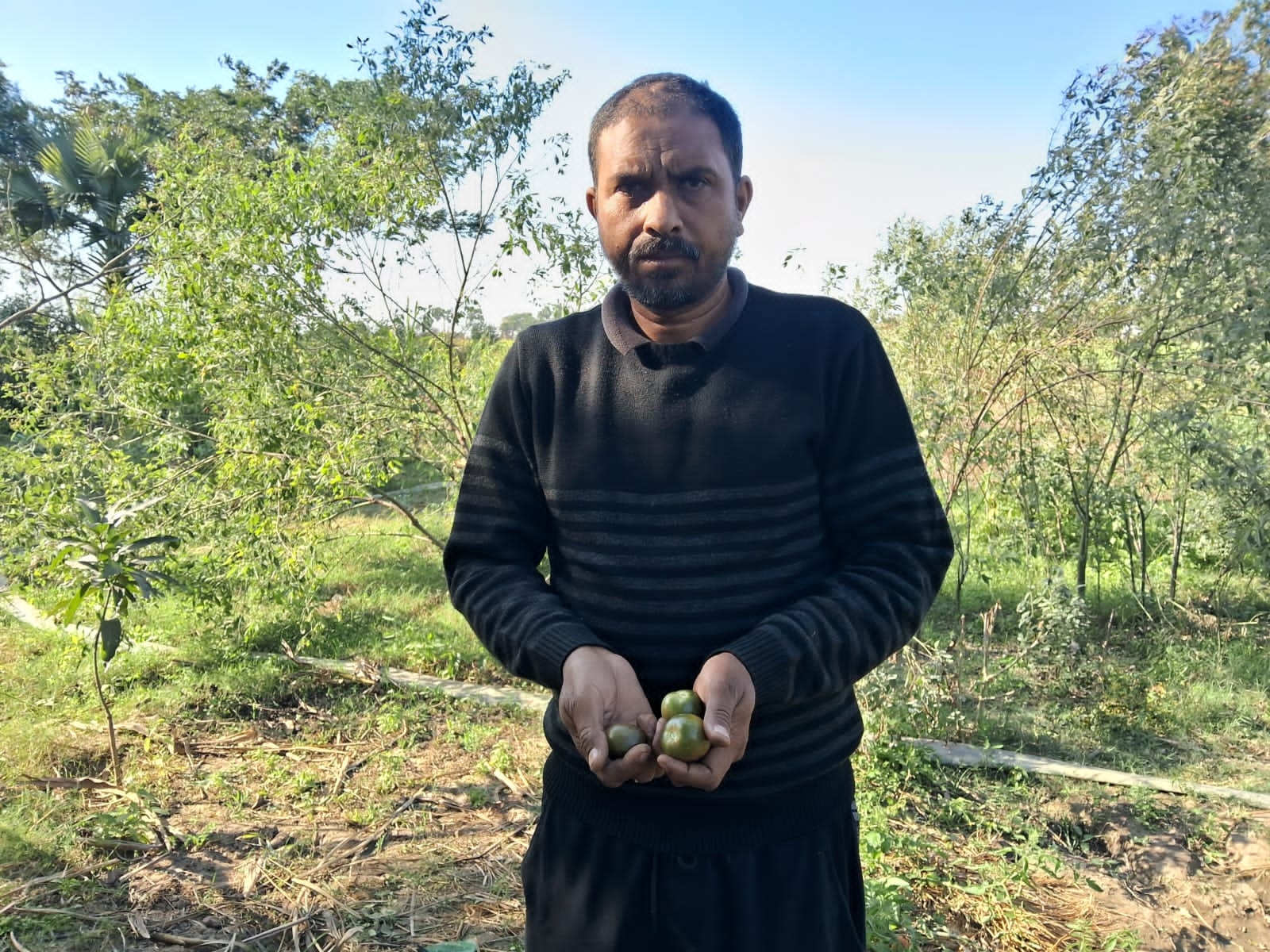 Black Tomato Cultivation In Bihar