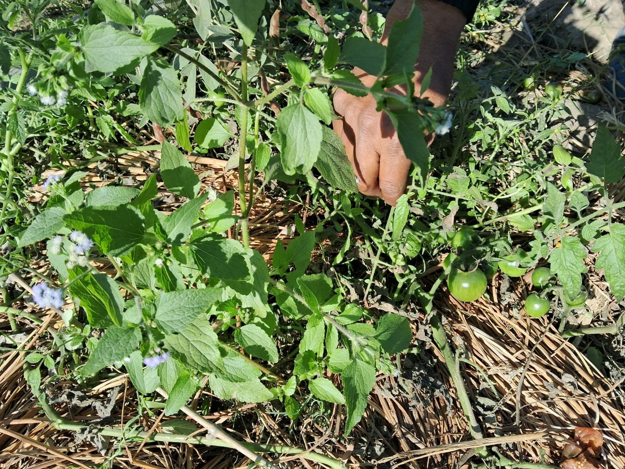 Black Tomato Cultivation In Bihar