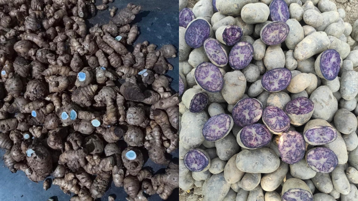 Black Tomato Cultivation In Bihar