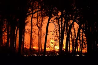 Chile Forest Fire