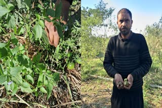 Black Tomato Cultivation In Bihar