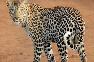Leopard dead body Found