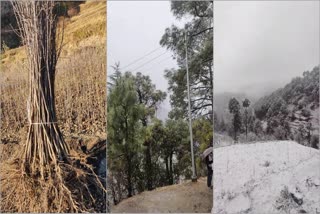 Right Time for Fruit Tree Plantation in Himachal