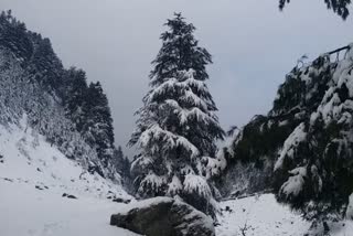 Snowfall In Kashmir  Flight Service  കനത്ത മഞ്ഞുവീഴ്‌ച  ഗതാഗതം താറുമാറായി